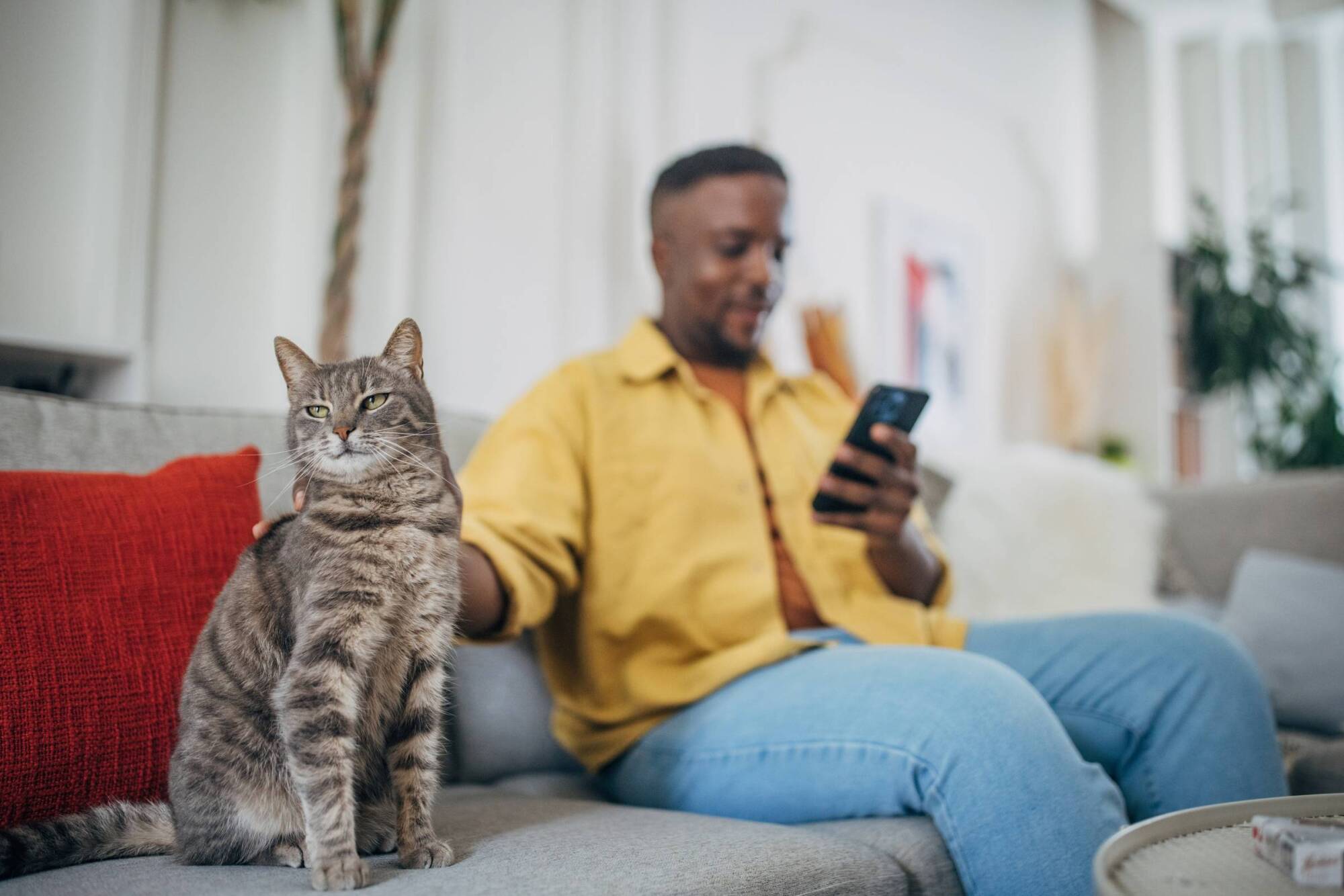 A person sits on a couch using a phone, with a gray tabby cat sitting beside them.